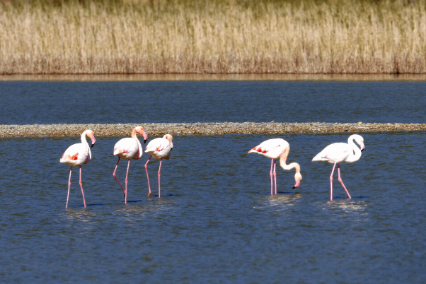 Flora and fauna of Greece: migratory flamingos at Samos Island